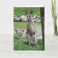 Kangaroo - Austrália Becks