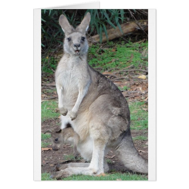 Cartão Kangaroo e Joey (Frente)