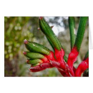 Cartão Kangaroo Paw em Perth, Austrália