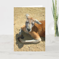 kangaroo praying