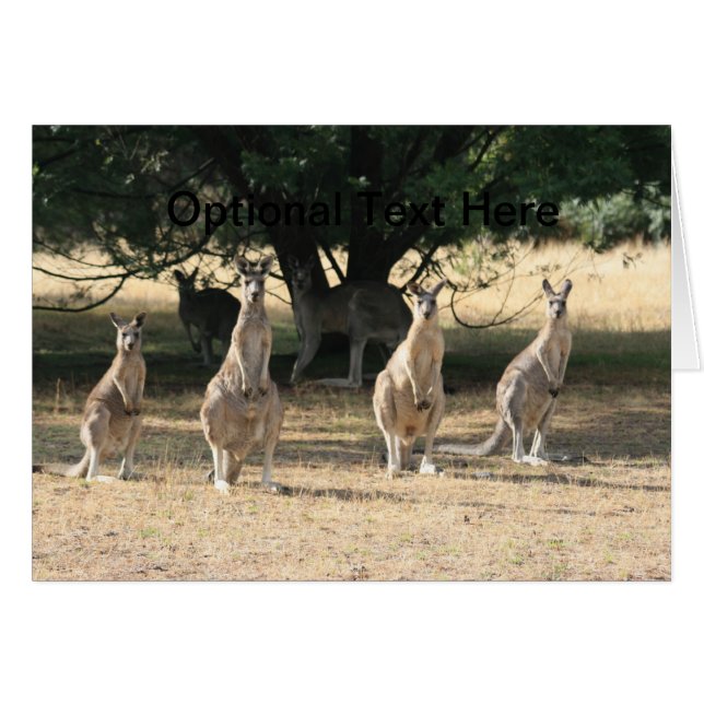 Cartão Kangaroos em uma linha (Frente horizontal)