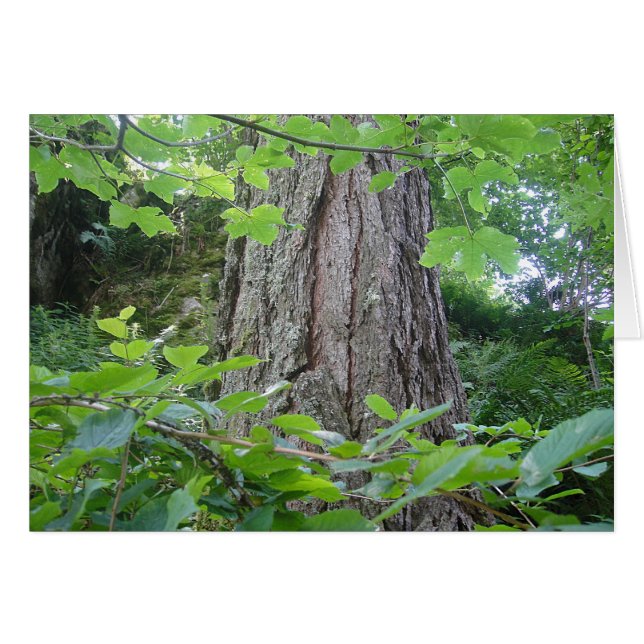 Cartão Karte5, Baumstamm/Blätterkranz, Kartenserie Wald (Frente Horizontal)