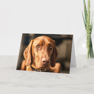 Cartão Karte mit Motiv "Magyar Vizsla"