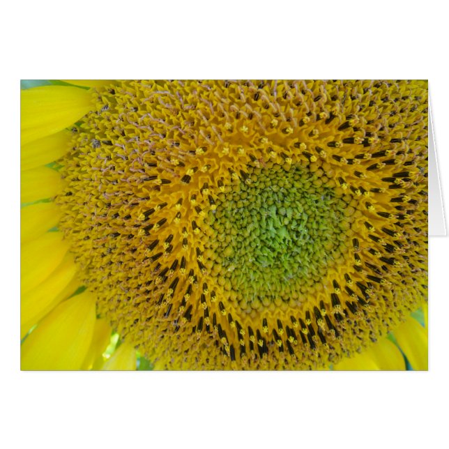 Cartão Karte Sonnenblume, blanko, gestalbar (Frente Horizontal)