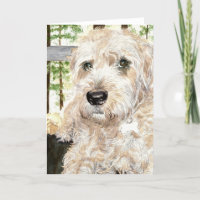 Katie the Wheaton Terrier