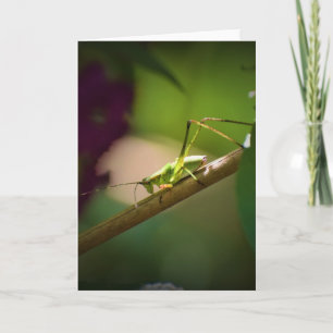 Cartão Katydid, carta