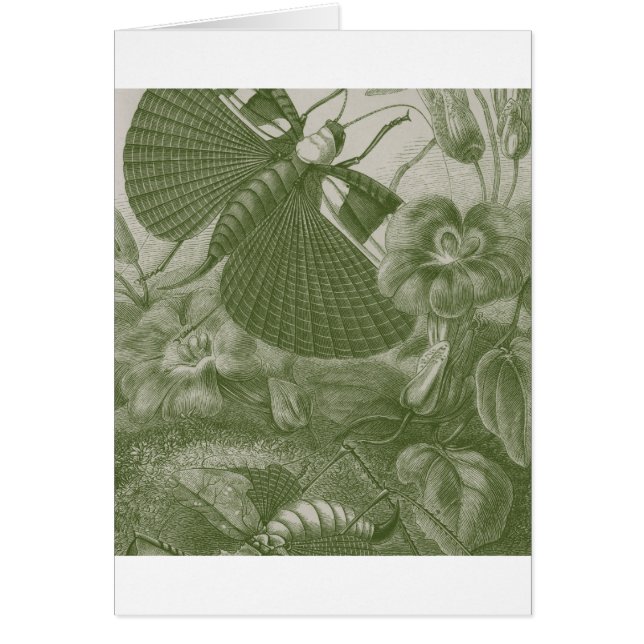 Cartão Katydids (Frente)