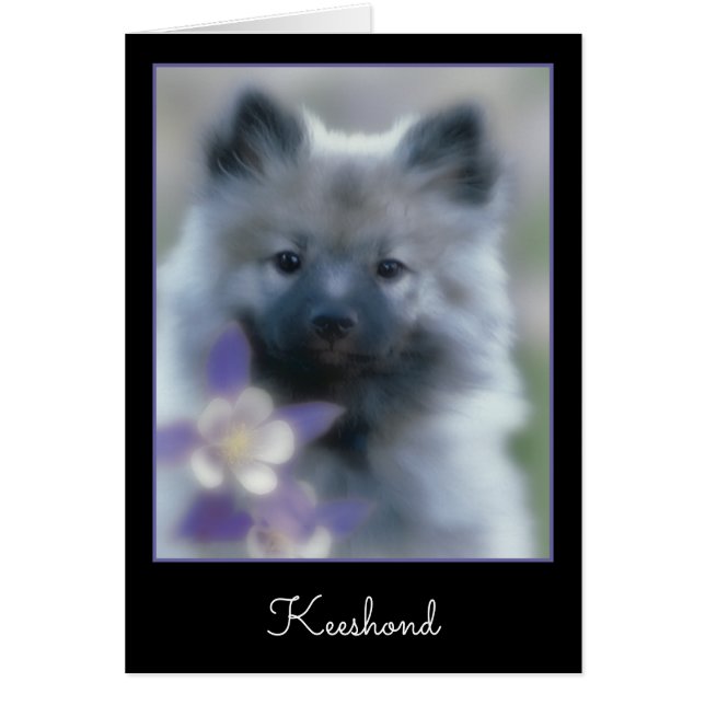 Cartão Keeshond e Columbine - Fotografia de Cães (Frente)