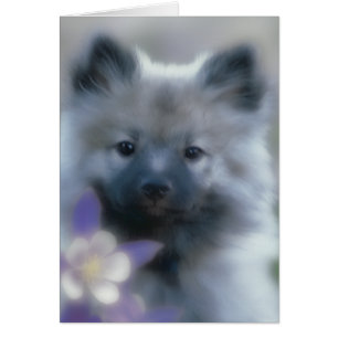 Cartão Keeshond e Columbine - Fotografia de Cães