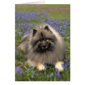 Cartão Keeshond e Flowers