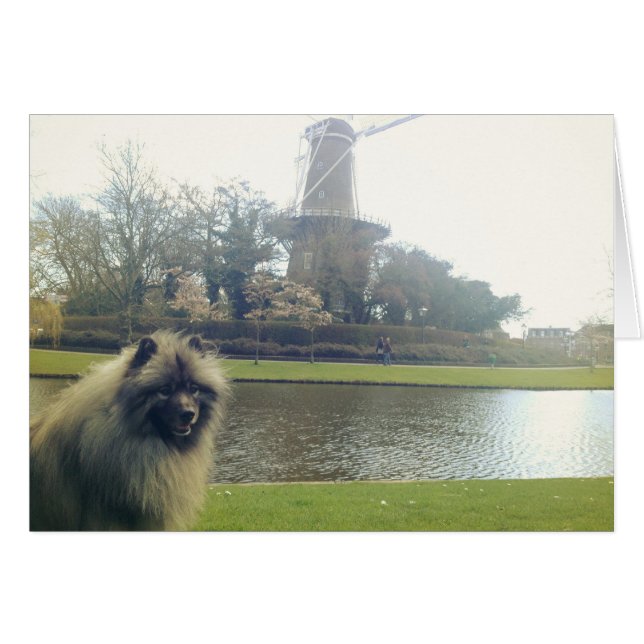 Cartão Keeshond e Windmill (Frente horizontal)