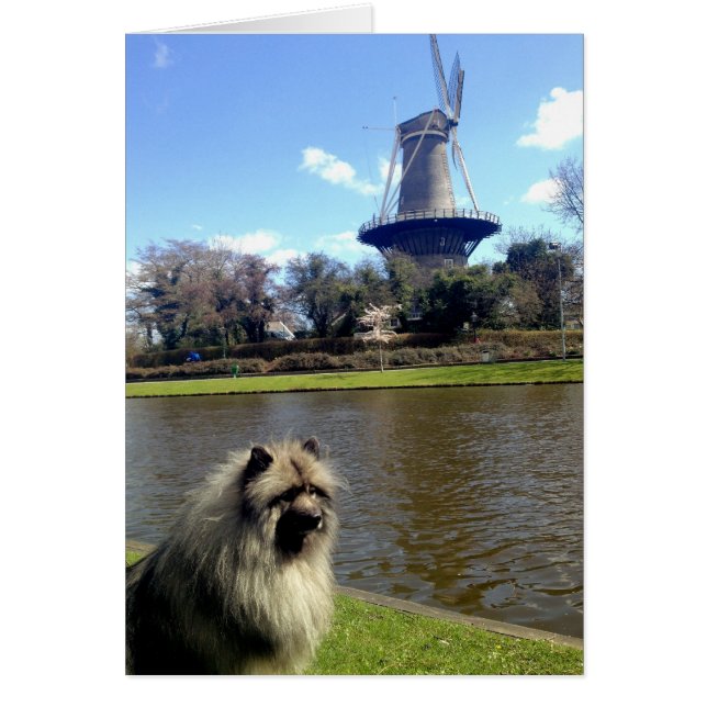 Cartão Keeshond e Windmill neerlandeses (Frente)