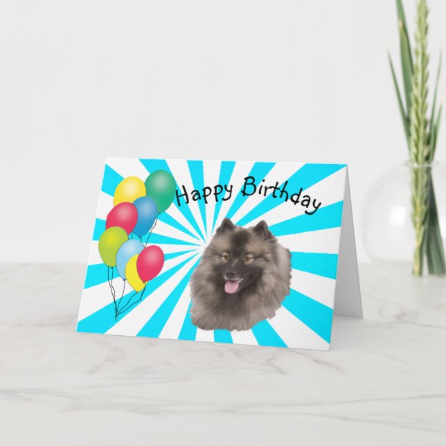 Cartão Keeshond on white Starburst Happy Birthday (Frente)