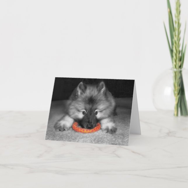 Cartão Keeshond Puppy Note Card (Frente)