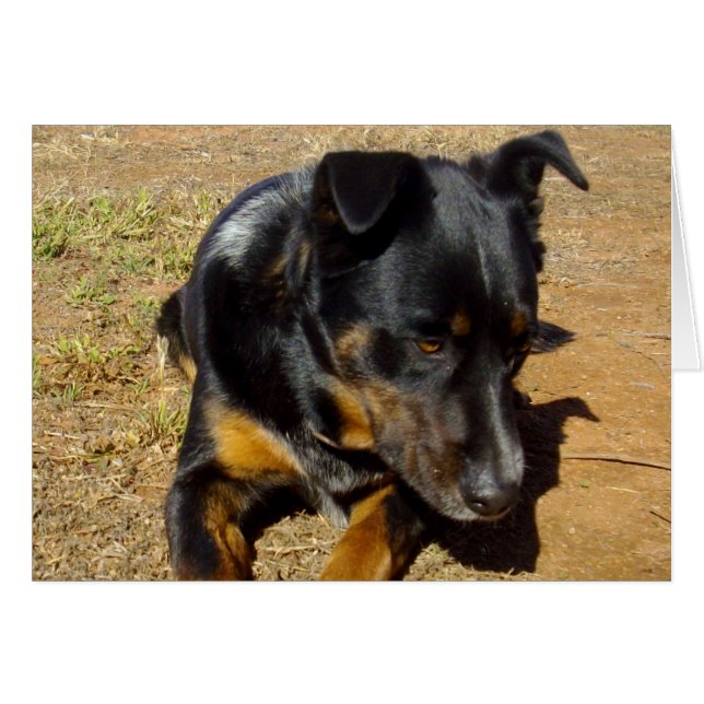 Cartão Kelpie_Fazenda_Life,_ (Frente Horizontal)