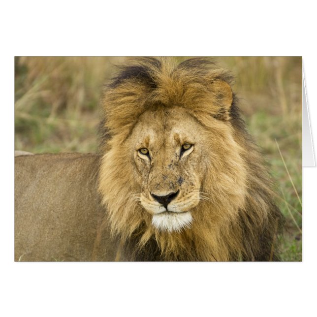 Cartão Kenya Masai Mara (Frente Horizontal)