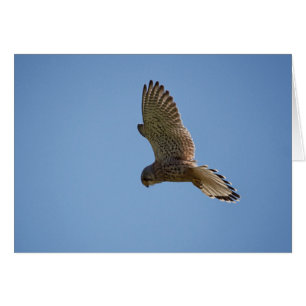 Cartão Kestrel