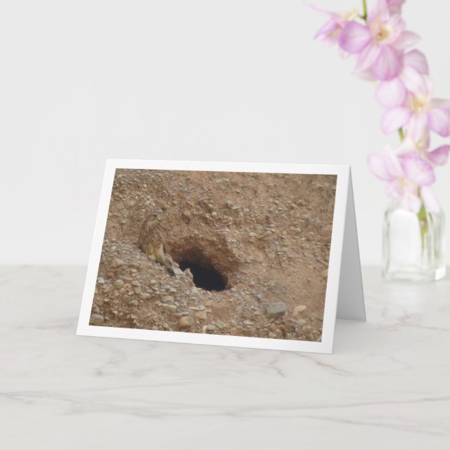 Cartão Kestrel Bird, Falco Tinnunculus (Orquídea)