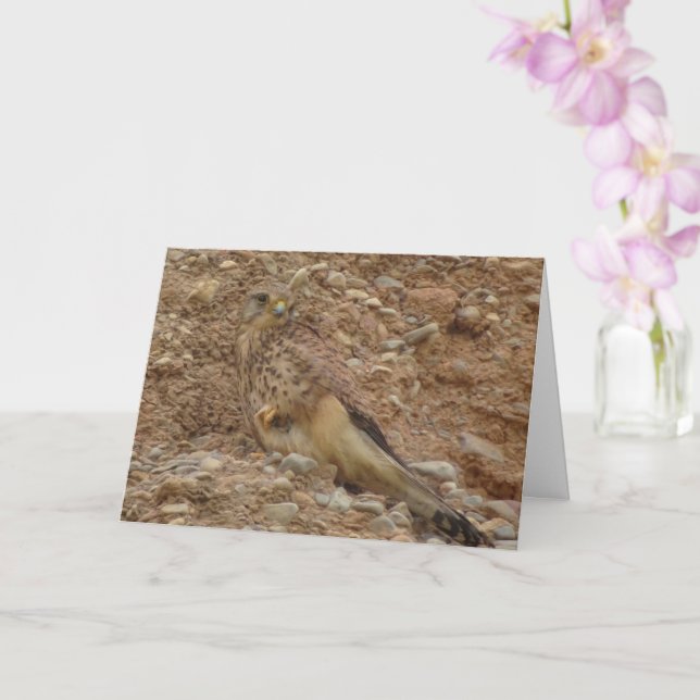 Cartão Kestrel Bird, Falco Tinnunculus (Orquídea)