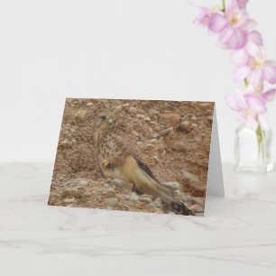 Cartão Kestrel Bird, Falco Tinnunculus