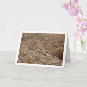 Cartão Kestrel Bird, Falco Tinnunculus