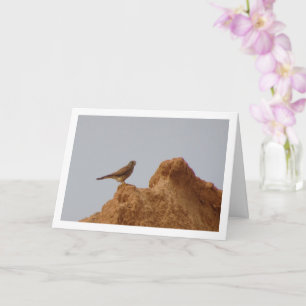 Cartão Kestrel Bird, Falco Tinnunculus