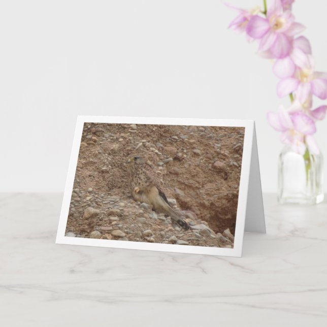 Cartão Kestrel Bird, Falco Tinnunculus (Orquídea)