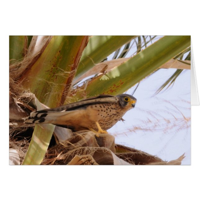 Cartão Kestrel, Turmfalke, falco-nunculus (Frente Horizontal)