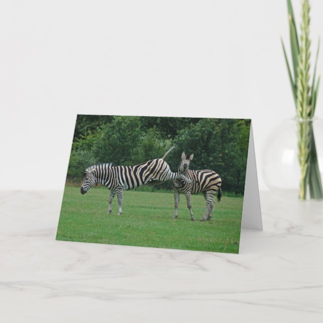 Cartão Kicking zebra greeting card (Frente)