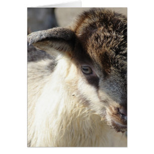 Cartão Kid de Caprino