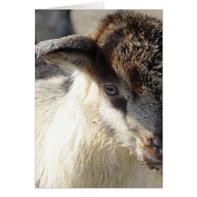 Cartão Kid de Caprino (Frente)