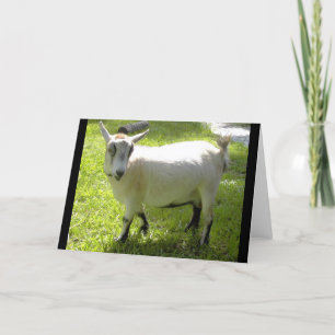 Cartão Kiki the Pygmy Goat greeting card