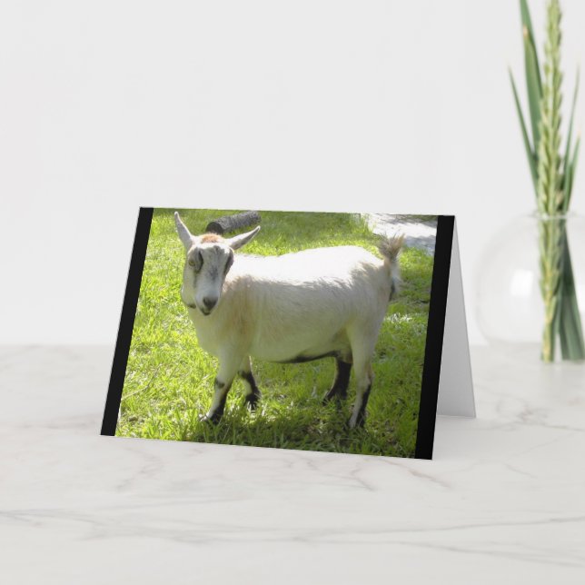 Cartão Kiki the Pygmy Goat greeting card (Frente)
