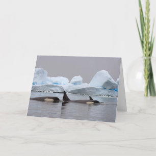 Cartão killer whales (orcas), Orcinus orca, pod