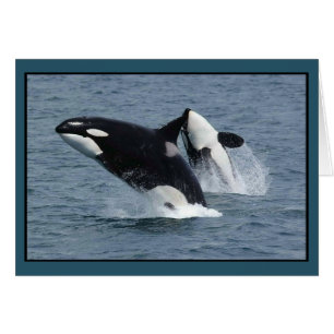 Cartão Killer Whales Orcinus orca Breaching