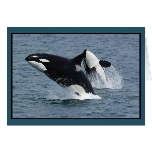 Cartão Killer Whales Orcinus orca Breaching (Frente Horizontal)