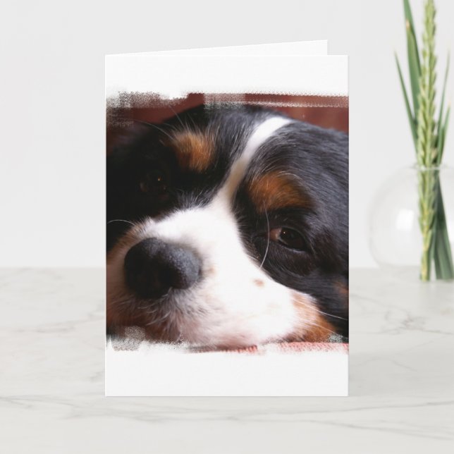 Cartão King Charles Cavalier Spaniel Greeting Card (Frente)