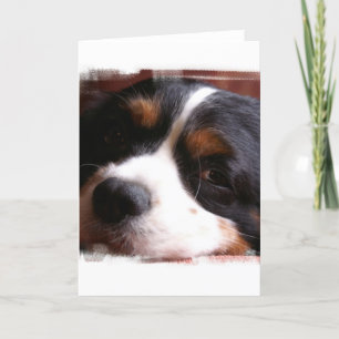 Cartão King Charles Cavalier Spaniel Greeting Card