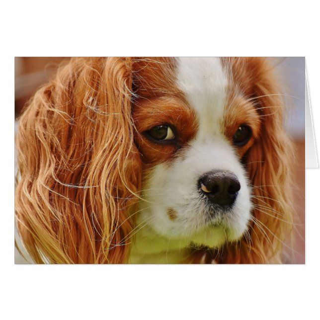 Cartão King Charles Spaniel Face (Frente Horizontal)