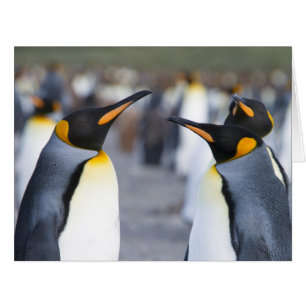 Cartão King Penguins