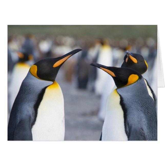 Cartão King Penguins (Frente horizontal)