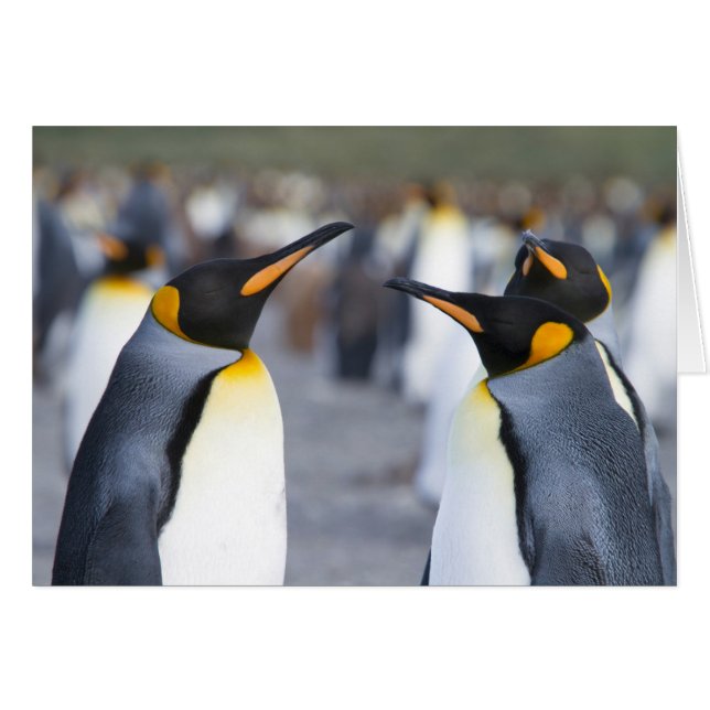 Cartão King Penguins (Frente horizontal)