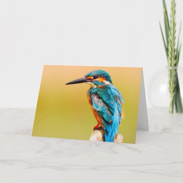 Cartão Kingfisher Bird Greeting Card (Frente)