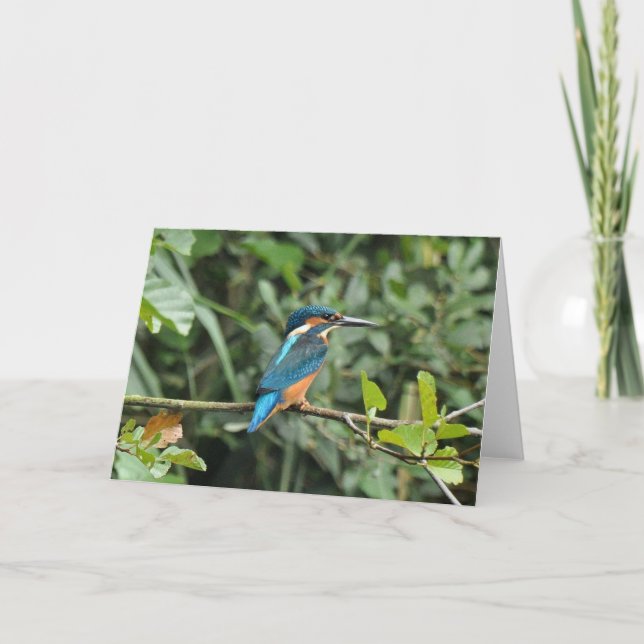 Cartão Kingfisher blank greeting card (Frente)