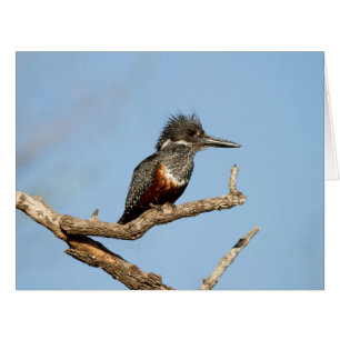 Cartão Kingfisher gigante