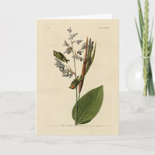 Cartão Kinglet coroado ouro, Pássaros da América de Audub