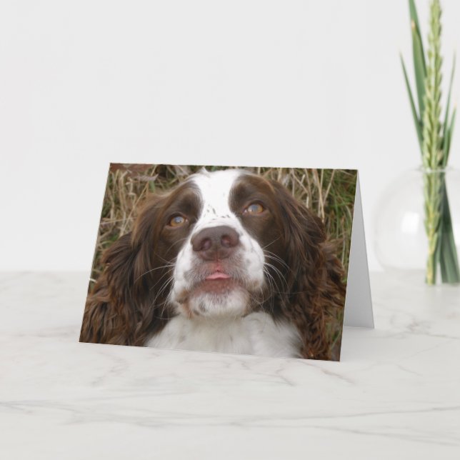 Cartão Kiss - English Springer Spaniel Greeting Card (Frente)