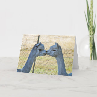 Cartão Kissing Alpacas on a Frameable Art Card
