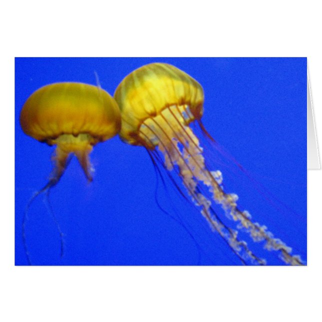 Cartão Kissing Jellyfish (Frente Horizontal)