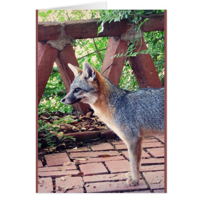 Cartão Kit Fox (Frente)